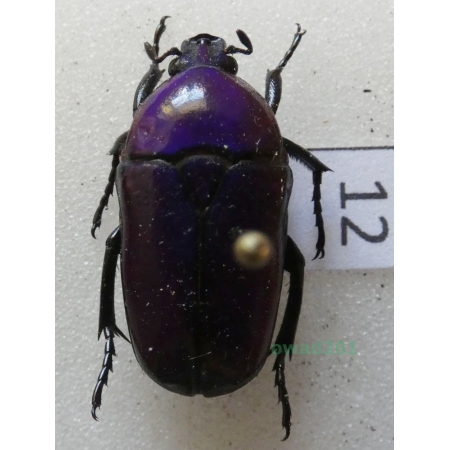 Chlorocala africana oertzeni Kolbe, 1895 ex. ovo Tanzania12